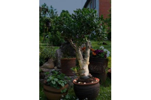 Ландшафтный светодиодный светильник Eglo Spinetoli 2 900117 - 2